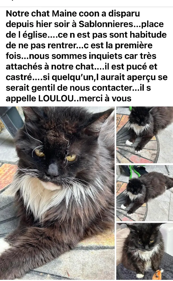 Chat Perdu Arrondissement administratif du Jura bernois